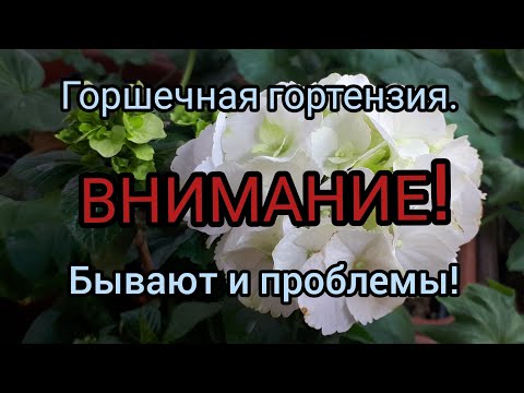 Видео: Домашняя ГОРТЕНЗИЯ макрофилла. Условия для успешного содержания.