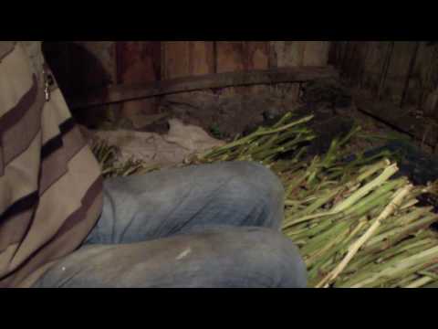 Видео: Сушка махорки. Еще один способ (прием)