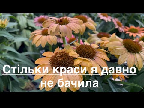 Видео: Новое видео Декор для сада | Садовый центр 🌻Столько красивых растений в одном месте 🤩