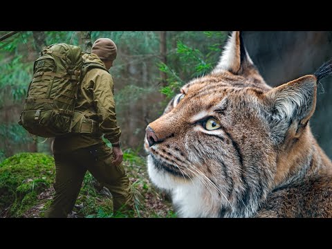 Видео: Мужчина СПАС истощенную РЫСЬ от неминуемой гибели.. Спустя год, она отплатила ему ДОБРОМ.