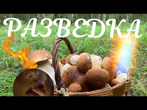 Видео: МАРШРУТ ДВИЖЕНИЯ#ЛЕНИНГРАДСКАЯ ОБЛАСТЬ!БЕЛЫЕ ГРИБЫ НА КАЖДОМ ШАГУ#
