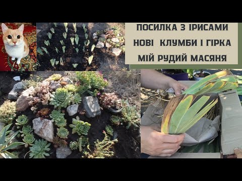 Видео: #76 Посилка з ірисами/Єкскурсія по городу і саду/Мій помічник/Пересадила іриси і  альпійську гірку