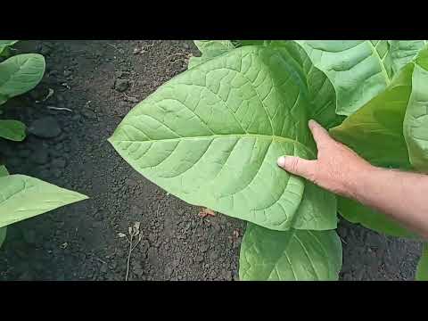 Видео: Обзор гибридных сортов на 25 июня