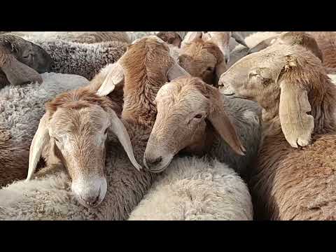 Видео: 16 ноябры 2025 жыл токмок мал базары койлордун баасы 