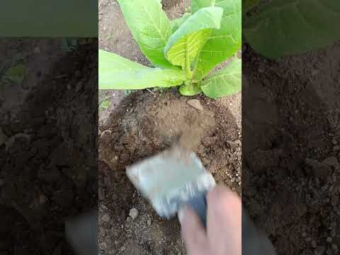 Видео: Окучивание табака и внесение начальных удобрений.