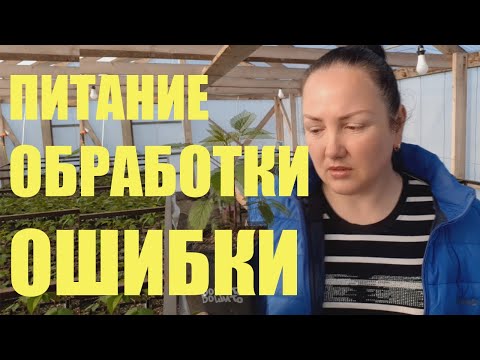 Видео: Подкормки и обработки при выращивании саженцев ежевики и малины с ЗКС