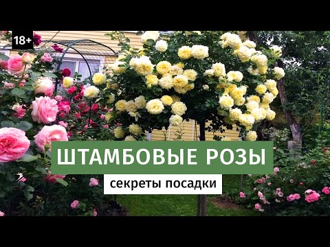 Видео: ПОСАДКА ШТАМБОВОЙ РОЗЫ. ШТАМБОВЫЕ РОЗЫ В САДУ