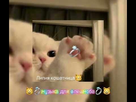 Видео: 😸💍музыка для флешмоба💍😸 на 3 минуты! #рек #выкотики #наконецтовидео