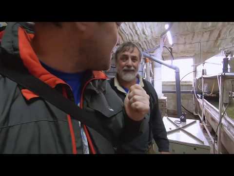 Видео: Николаич ищет разводчика