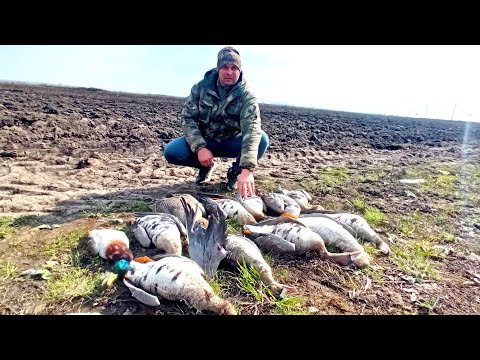 Видео: Открытие охоты! Весенняя Охота на Гуся.
