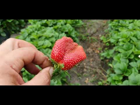 Видео: Клубника сорт Магнус. Вкусный и поздний, для любого региона.