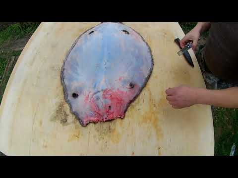 Видео: Быстрый способ растянуть  шкуру бобра