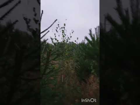 Видео: 1.09.25 Грибной урожай, не ленись собирай😍🥰😋👍❤️.