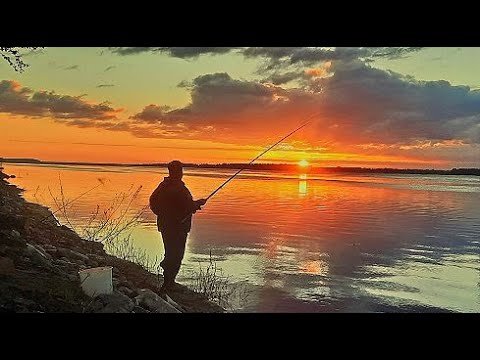 Видео: Супер клёв! Плотва на каждом забросе! Без трофея не остались!!! Ночь на берегу реки Печора.