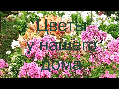 Видео: Цветы у нашего дома. Russia. Flowers at our house. Flores en nuestra casa. Blumen in unserem Haus.