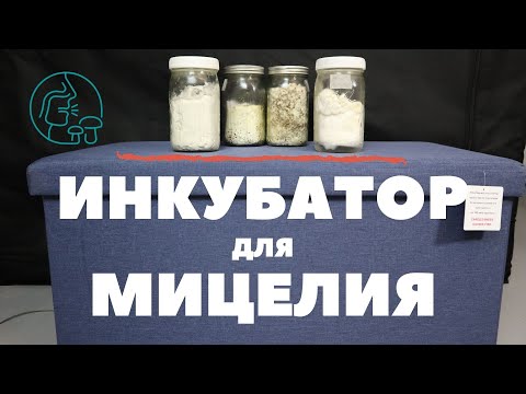 Видео: Инкубатор для Мицелия
