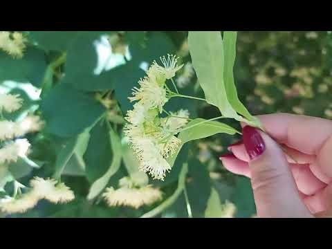 Видео: Липа цветёт  Собираем липовый цвет для вкусного и ароматного чая