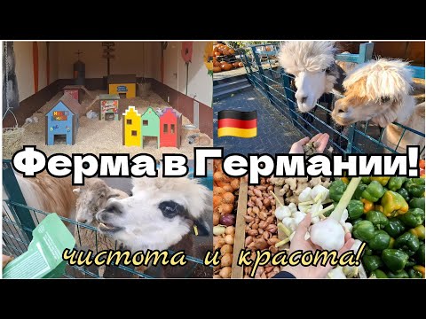 Видео: 🇩🇪Варю любимый супчик и пеку чесночные пампушки🧄На ферме:🐇кролики живут, как короли😃Альпаки атакуют🦙