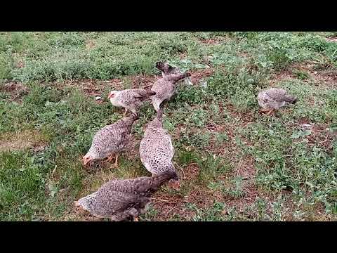 Видео: Борковская барвистая порода кур, супер несушка!!!