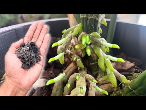 Видео: В 100 раз сильнее калия! Всего 1 ложка! Весь сад орхидей волшебно цветет.