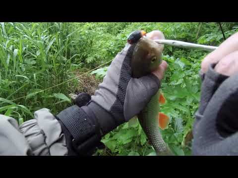 Видео: Рыбалка на перекате. Smith D-Incite и Usami Kabu рулят