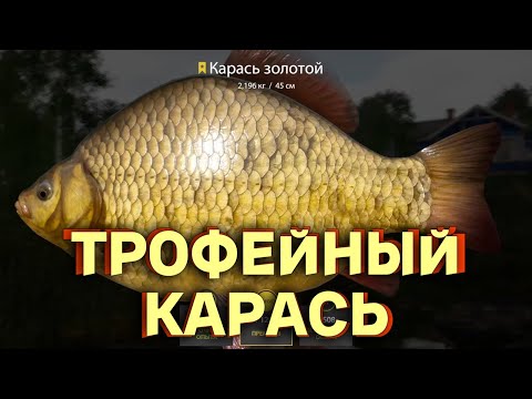 Видео: Русская Рыбалка 4 - Фарм трофейного карася