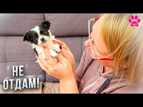 Видео: ОН МОЙ! Этого щенка не отдам НИКОМУ!!! И еще четыре элитных щенка чихуахуа!
