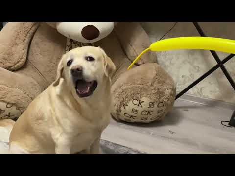 Видео: Налаяли друг на друга 😁 Причина, по которой я вовремя не сдаю отчёты 🤷‍♀️