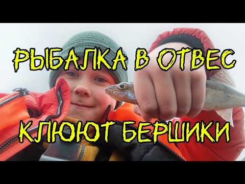 Видео: Рыбалка в отвес,клюют берши на камеру!🐬🦈🐳