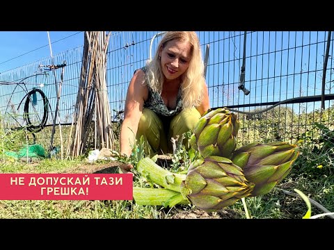 Видео: Отглеждане на АРТИШОК. Не допускайте тази грешка!