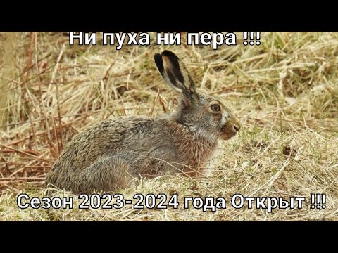 Видео: Охота на зайца-русака. Сезон 2023-2024 гг открыт !!!  " Чернотроп ".