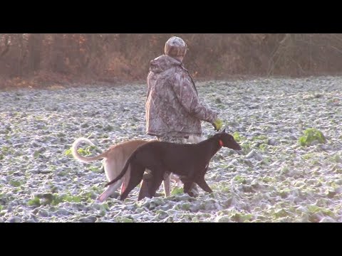 Видео: Охота на зайца с грейхаундом, хортая борзая и метисы борзых собак 07.12.24г. 18 часть