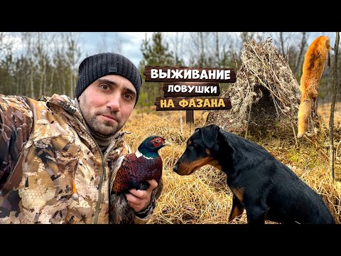 Видео: Выживание 24-Часа. Ловушки на фазана. Тони поймал Лису.