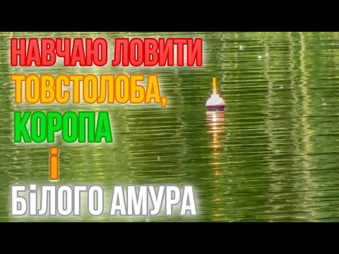 Видео: Навчаю ловити товстолоба, коропа та білого амура! Учу ловить толстолоба, карпа и белого амура!