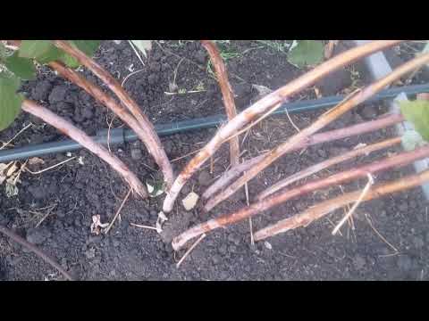 Видео: Важно! Подготовка летней малины к зиме.
