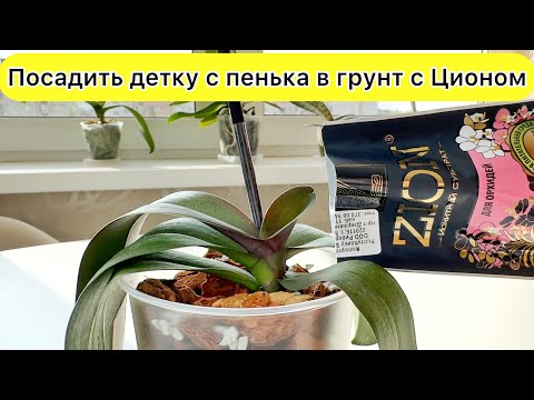 Видео: Орхидея вредничает и не цветет Посадить детку с пенька в грунт с ционом Проверяю цион для орхидей