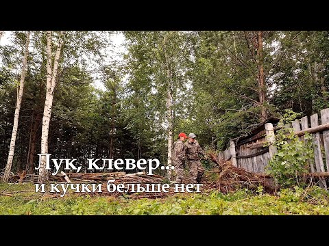 Видео: Купили дачу на Урале.№6 Лук, клевер...и кучки больше нет