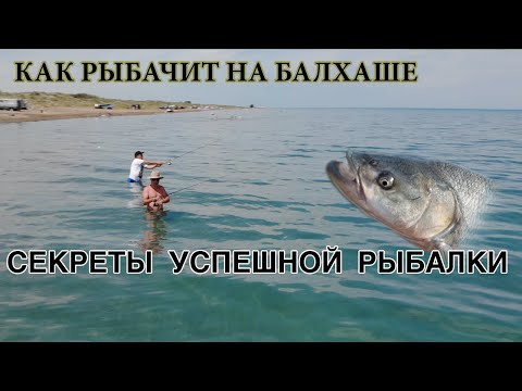 Видео: Балхаш Рыбалка Отдых Сазан Жерех Коктал  Дикая Рыбалка  mix kz Лепсы природа Казахстана микс кз