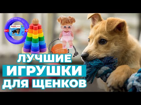 Видео: Игрушки для щенков: ТОП лучших и запрещенных! Советы кинолога