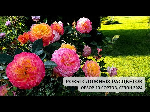 Видео: Розы сложной расцветки: обзор 9 сортов роз, сезон 2024