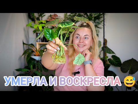 Видео: Алоказия Шкура Дракона💚Нарастила корни и листья в воде меньше чем за месяц😱Посадка в керамзит🫣