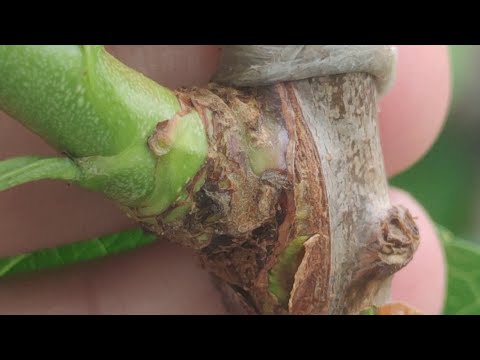 Видео: Прививка Персика Летом, 15 августа.