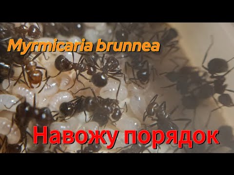 Видео: Возвращение на Ютуб (снова)! Рассказ о моей семье Myrmicaria brunnea, наведу порядок на арене❤️