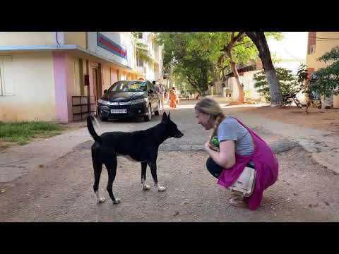 Видео: Индия l День рождения Шани l Путтапарти l Моя Родина Земля