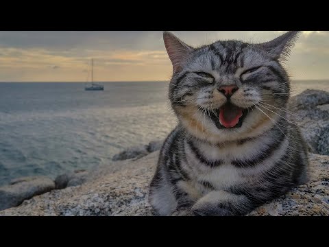 Видео: Расслабляющая музыка для сна со звуками океанских волн 🌊 Расслабление для беспокойных кошек