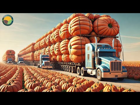 Видео: Как американские фермеры собирают 1,1 миллиарда фунтов тыкв: перерабатывающая фабрика | Документа...