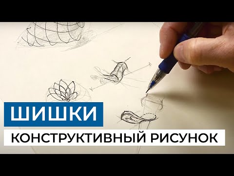 Видео: Как рисовать шишки? Разбираем строение в рисунке, анализируем пластику и объем.