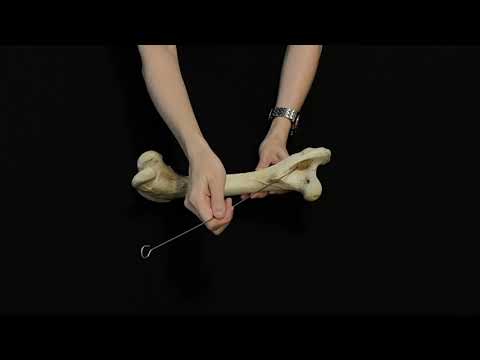 Видео: Строение и видовые особенности бедренной кости