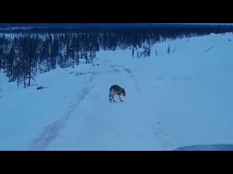 Видео: Поведение волка при бешенстве. Rabid wolf