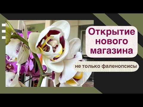 Видео: Орхидейный гипермаркет! | Более 20 видов орхидных в одном магазине!